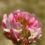 Strawberry Clover (Trifolium fragiferum):  A true clover which was introduced from Europe for enriching pasture land.